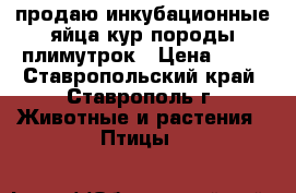 продаю инкубационные яйца кур породы плимутрок › Цена ­ 60 - Ставропольский край, Ставрополь г. Животные и растения » Птицы   